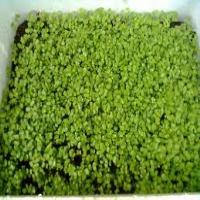 Trồng rau mầm đúng cách để không bị ngộ độc